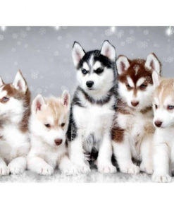 0 9016eb Home Husky Diamond Painting
